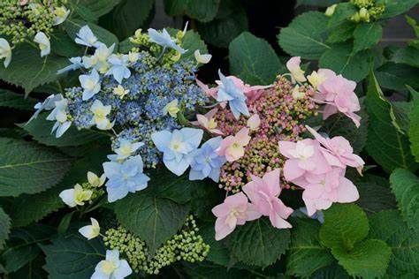 Mountain Hydrangea "Tuff Stuff Ah-Ha", Size: 3g