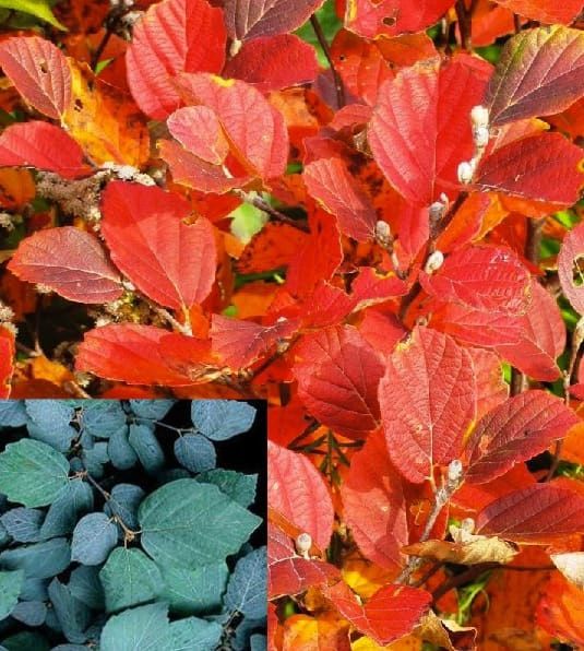 Fothergilla "Blue Shadow", Size: 3g