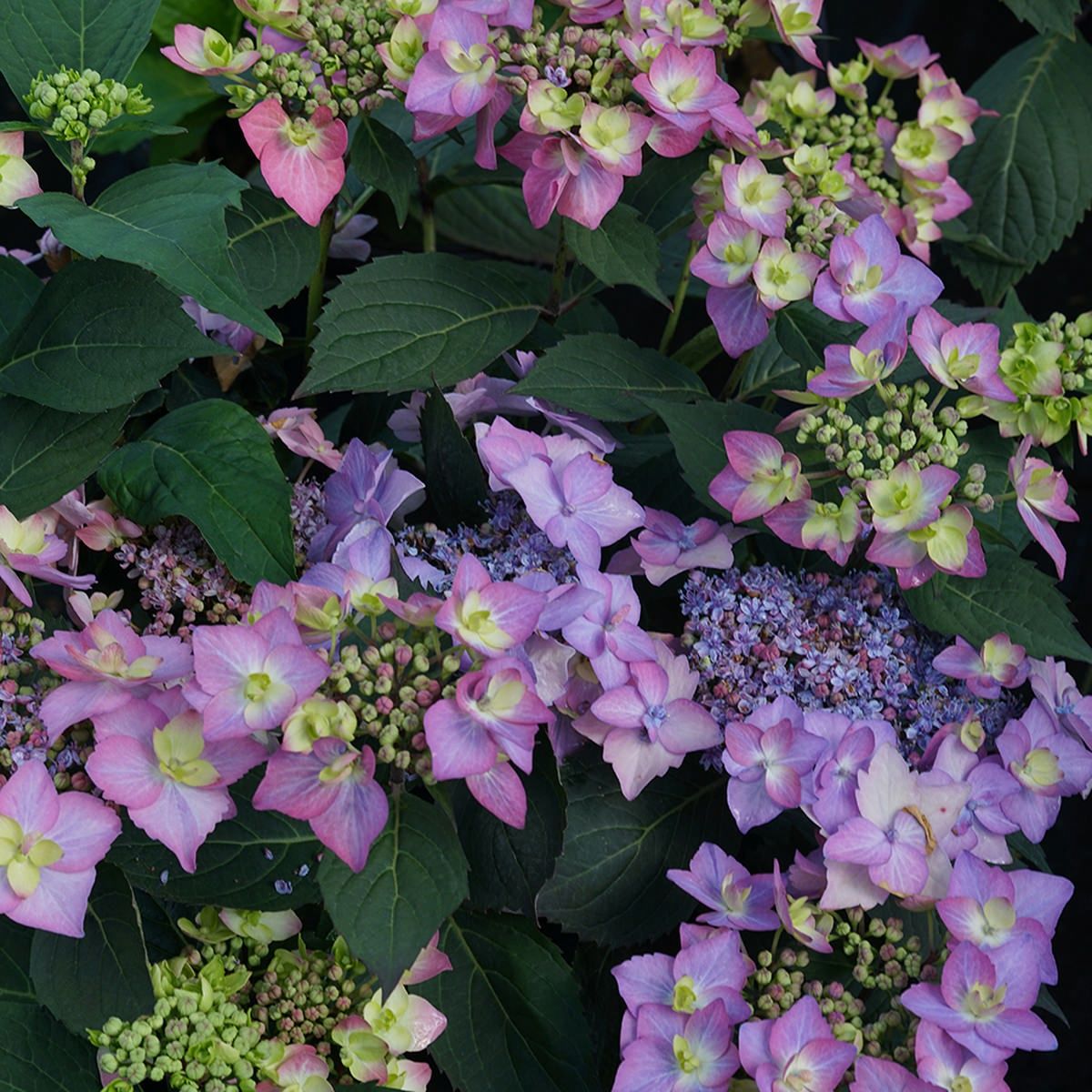 Bigleaf Hydrangea "Let's Dance 'Can Do'", Size: 3g
