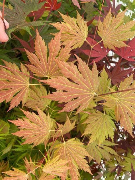 Japanese Maple "Ever Autumn"