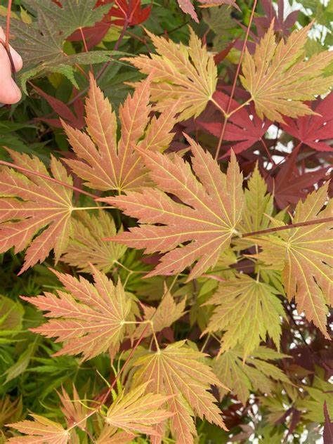 Japanese Maple "Ever Autumn"