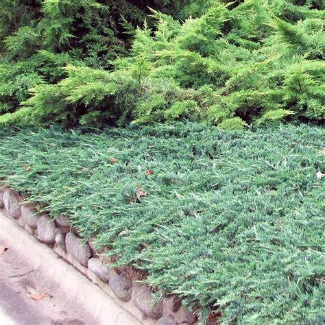 Creeping Juniper