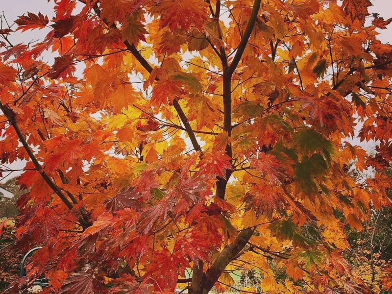 Japanese Maple "Emmit's Pumpkin"