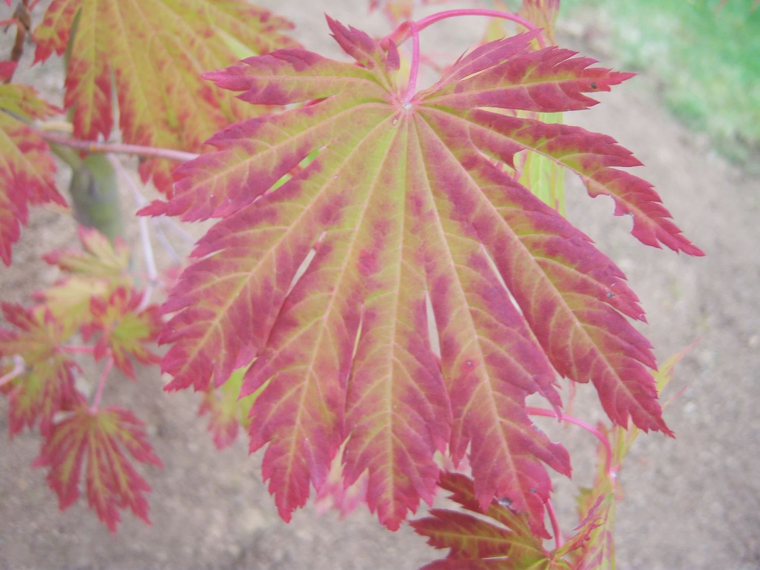Japanese Maple "Yama Kagi"