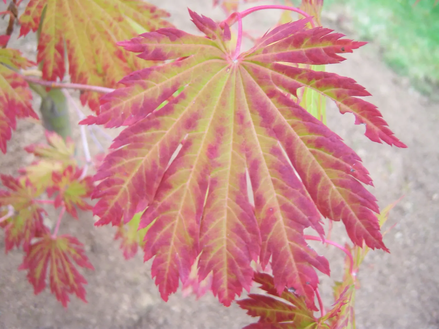 Japanese Maple "Yama Kagi"