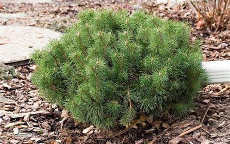 Mugo Pine "Enci"