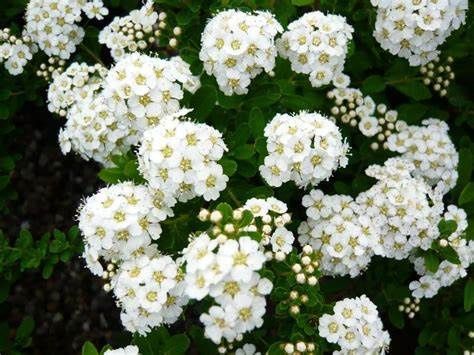Bridal Wreath Spirea