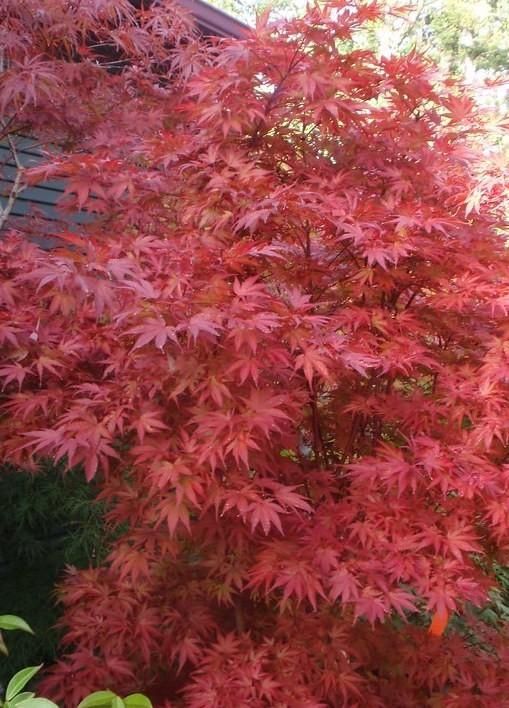 Japanese Maple "Pixie"