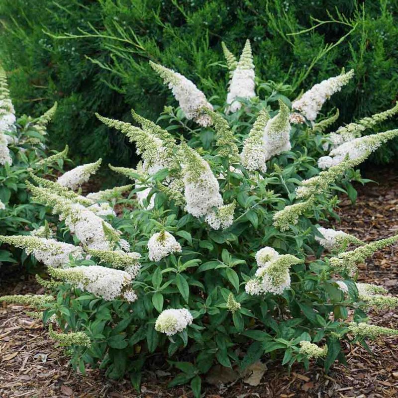 Butterfly Bush "Pugster White"