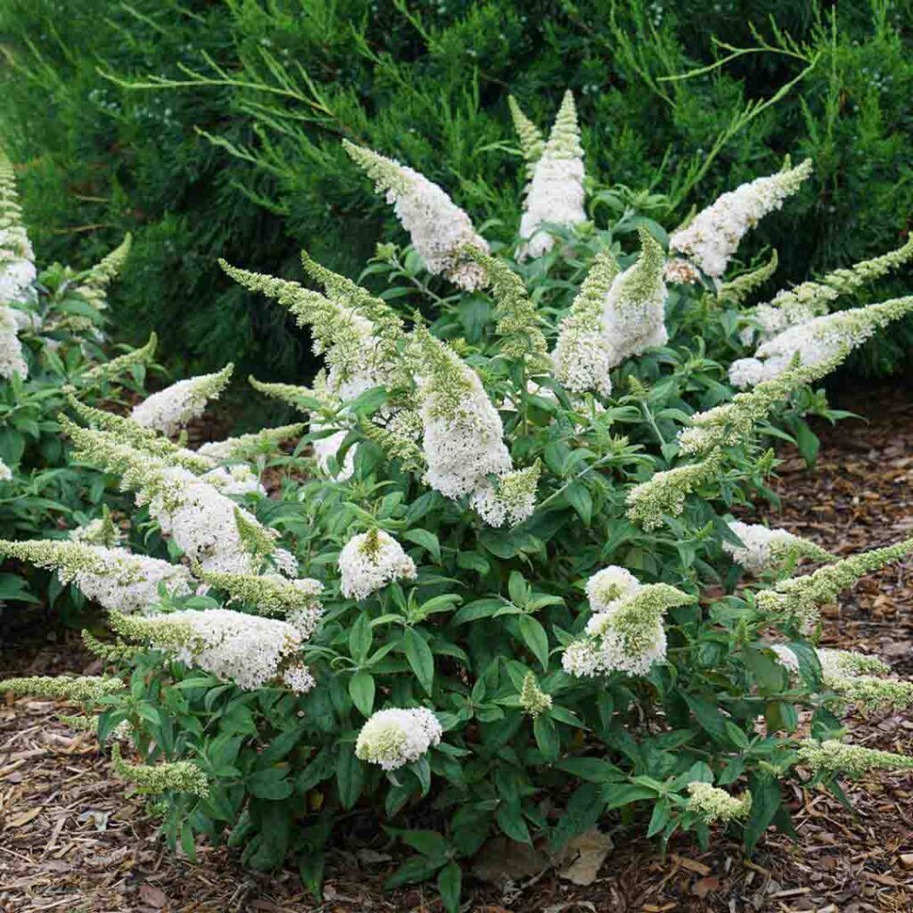 Butterfly Bush "Pugster White", Size: 3g