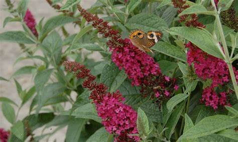Butterfly Bush "Miss Molly"