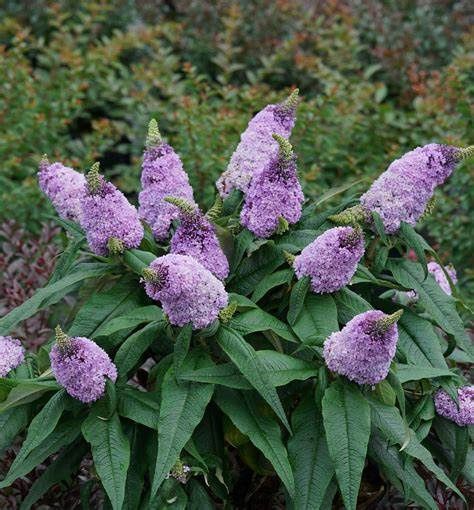 Butterfly Bush "Pugster Amethyst"