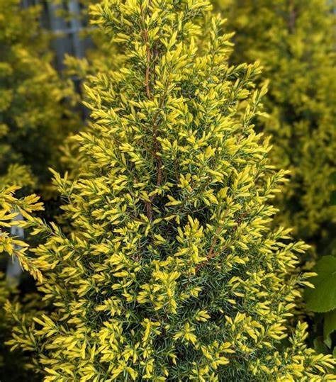 Common Juniper
