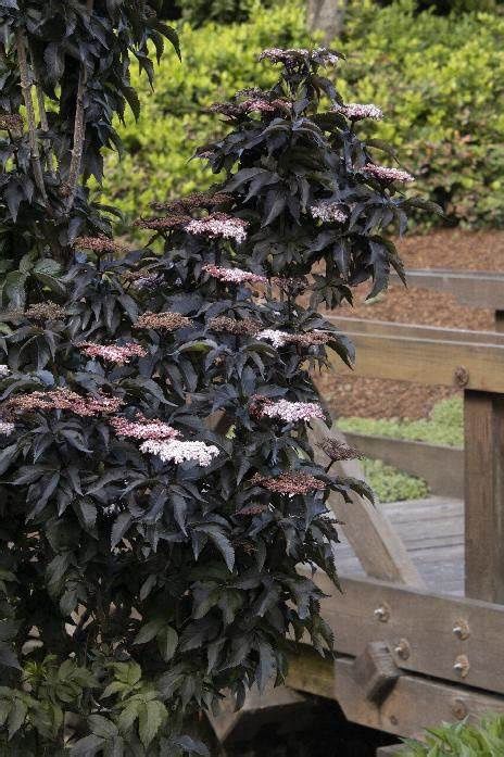 Elderberry "Black Tower"
