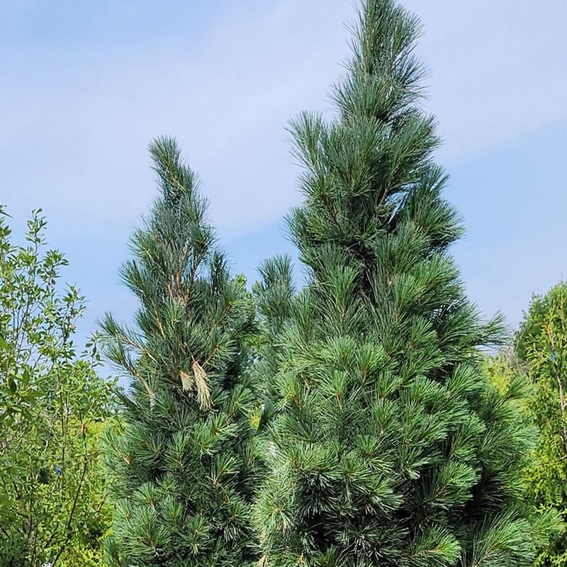 Eastern White Pine "Stowe's Pillar"