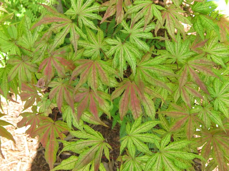 Japanese Maple "Aka Shigitatsu Sawa"