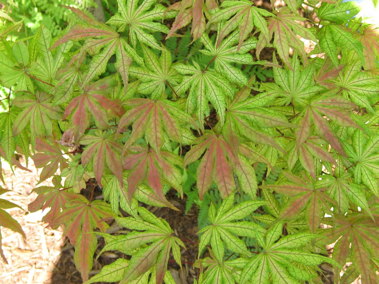 Japanese Maple "Aka Shigitatsu Sawa", Size: 10g