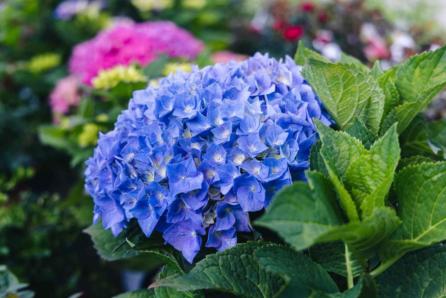 Bigleaf Hydrangea "Lets Dance 'Rhythmic Blue'", Size: 3g