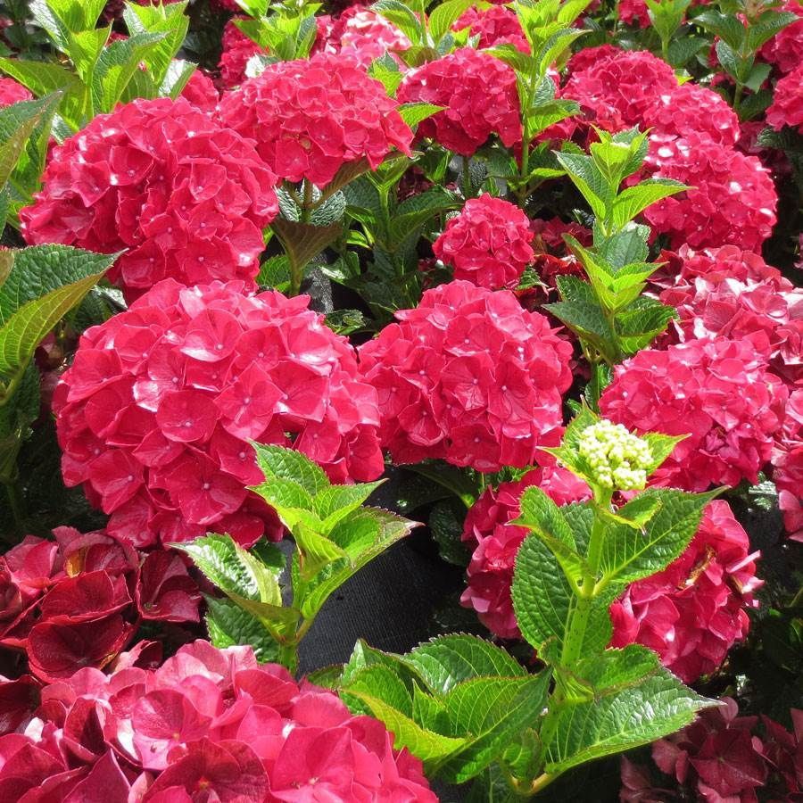Bigleaf Hydrangea "Magical 'Ruby Red'"