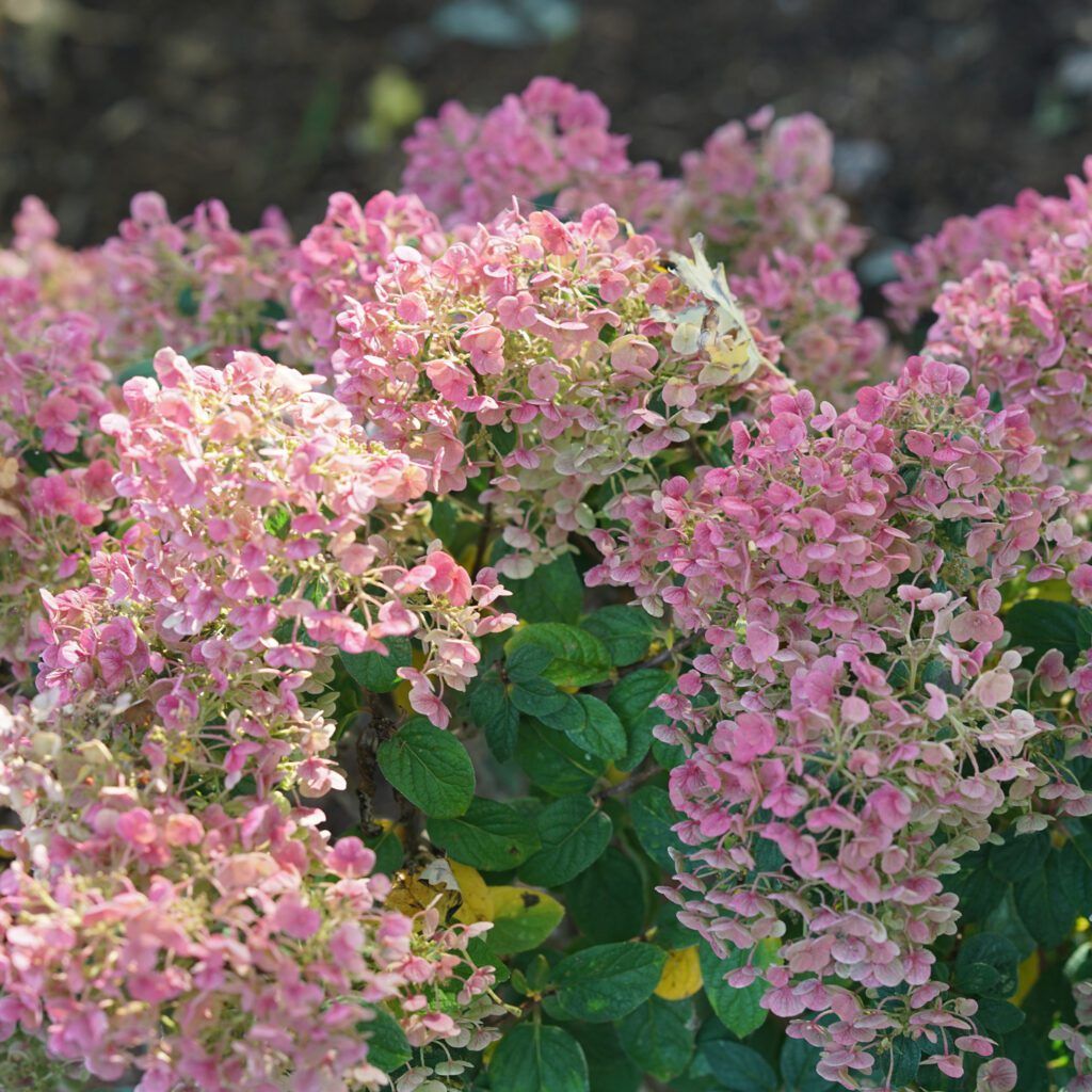 Panicle Hydrangea "Tiny Quick Fire", Size: 3g