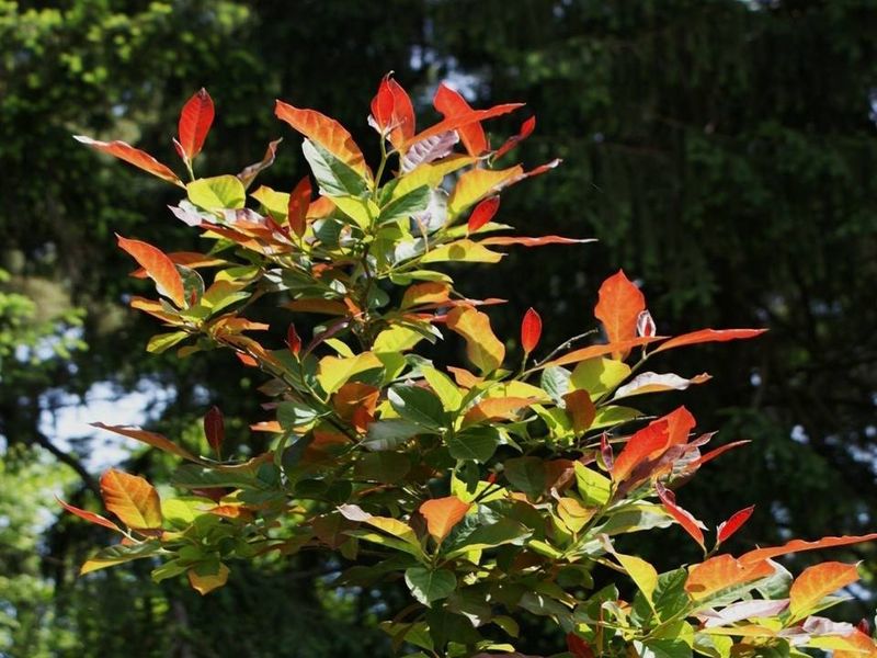 Black Gum 'Wildfire"