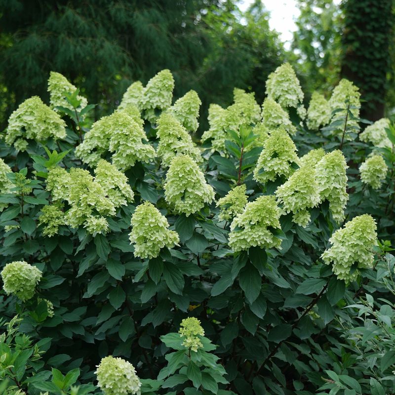 Panicle Hydrangea "Limelight Prime"
