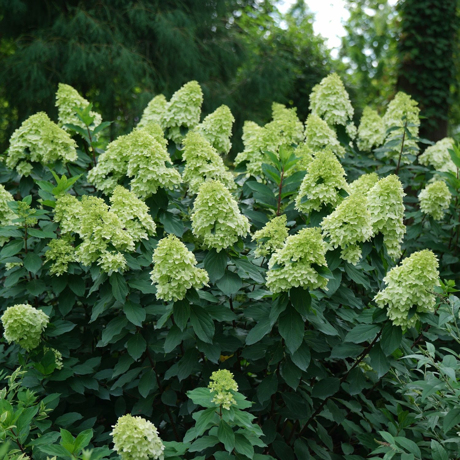 Panicle Hydrangea "Limelight Prime", Size: 3g