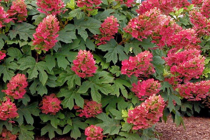 Oakleaf Hydrangea "Ruby Slippers"