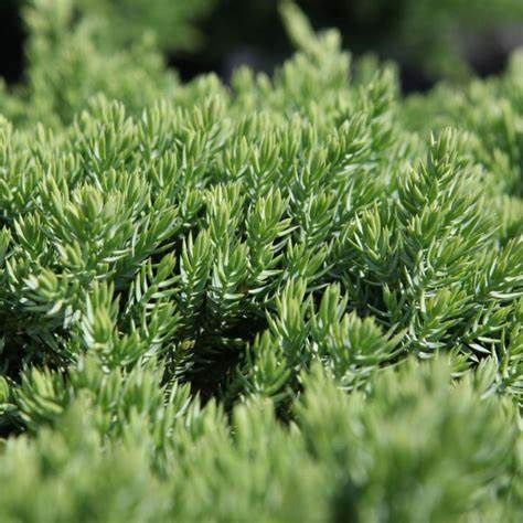Dwarf Japanese Garden Juniper, Size: 3g