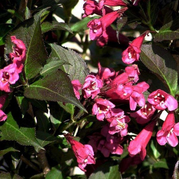 Weigela "Midnight Wine"