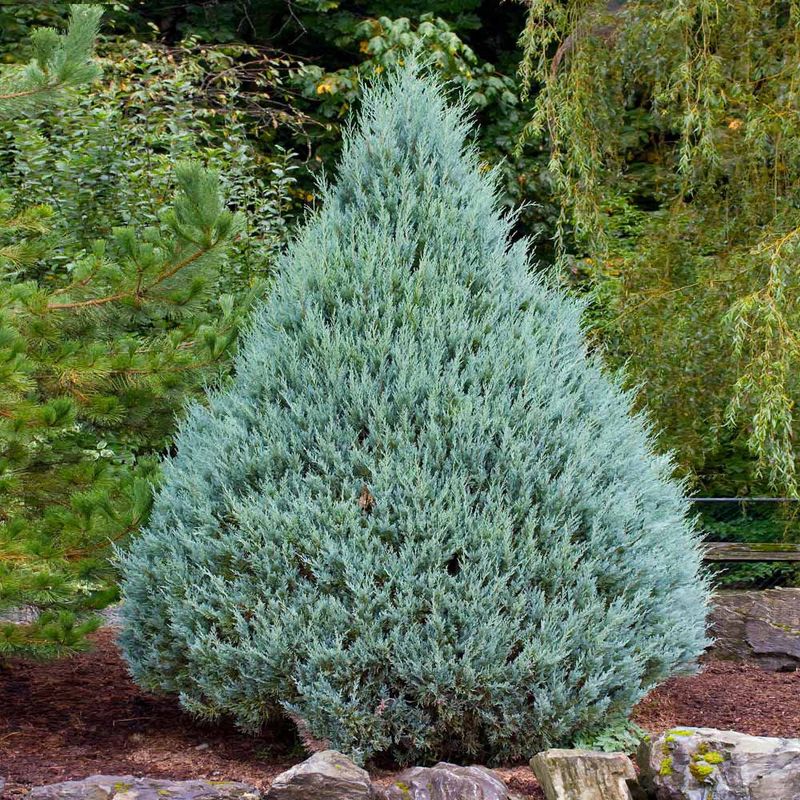 Juniper "Wichita Blue"