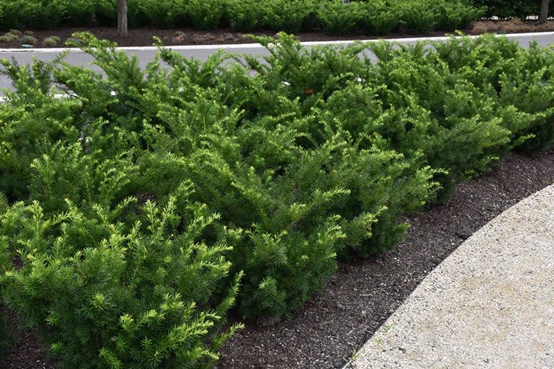 Yew "Densiformis", Size: 3g
