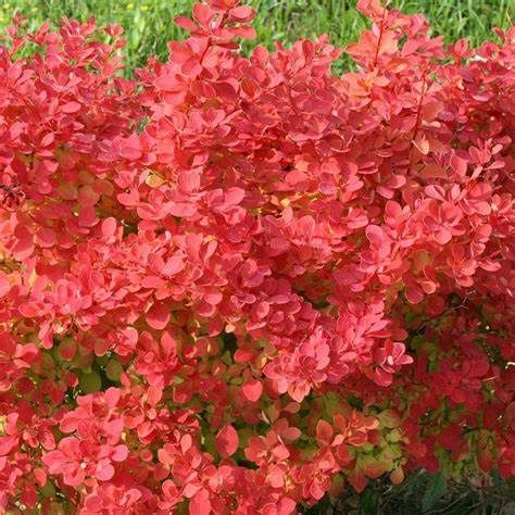 Barberry "Sunjoy 'Neo'"