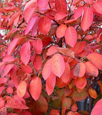 Serviceberry "Autumn Brilliance"