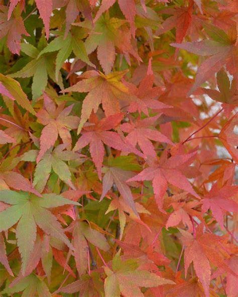 Japanese Maple