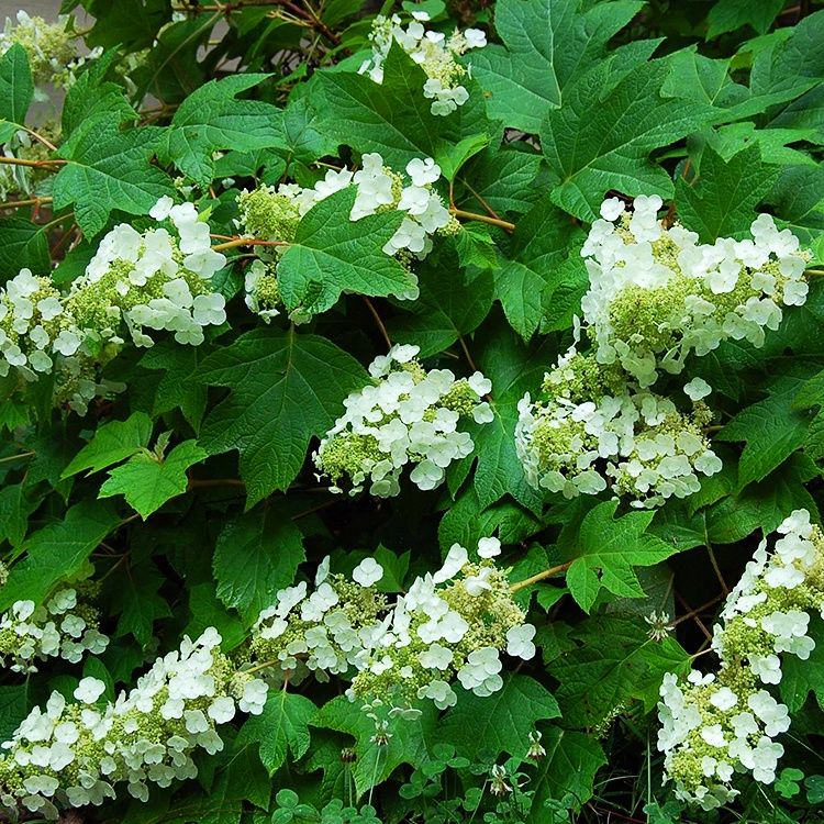 Oakleaf Hydrangea "Sikes Dwarf"