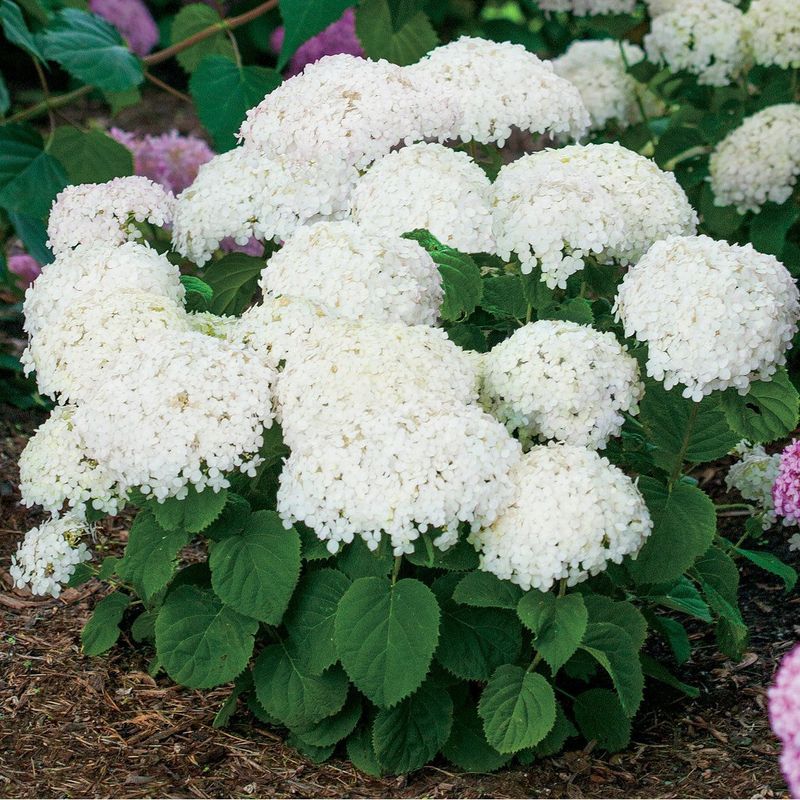 Smooth Hydrangea "Invincibelle 'Wee White'"