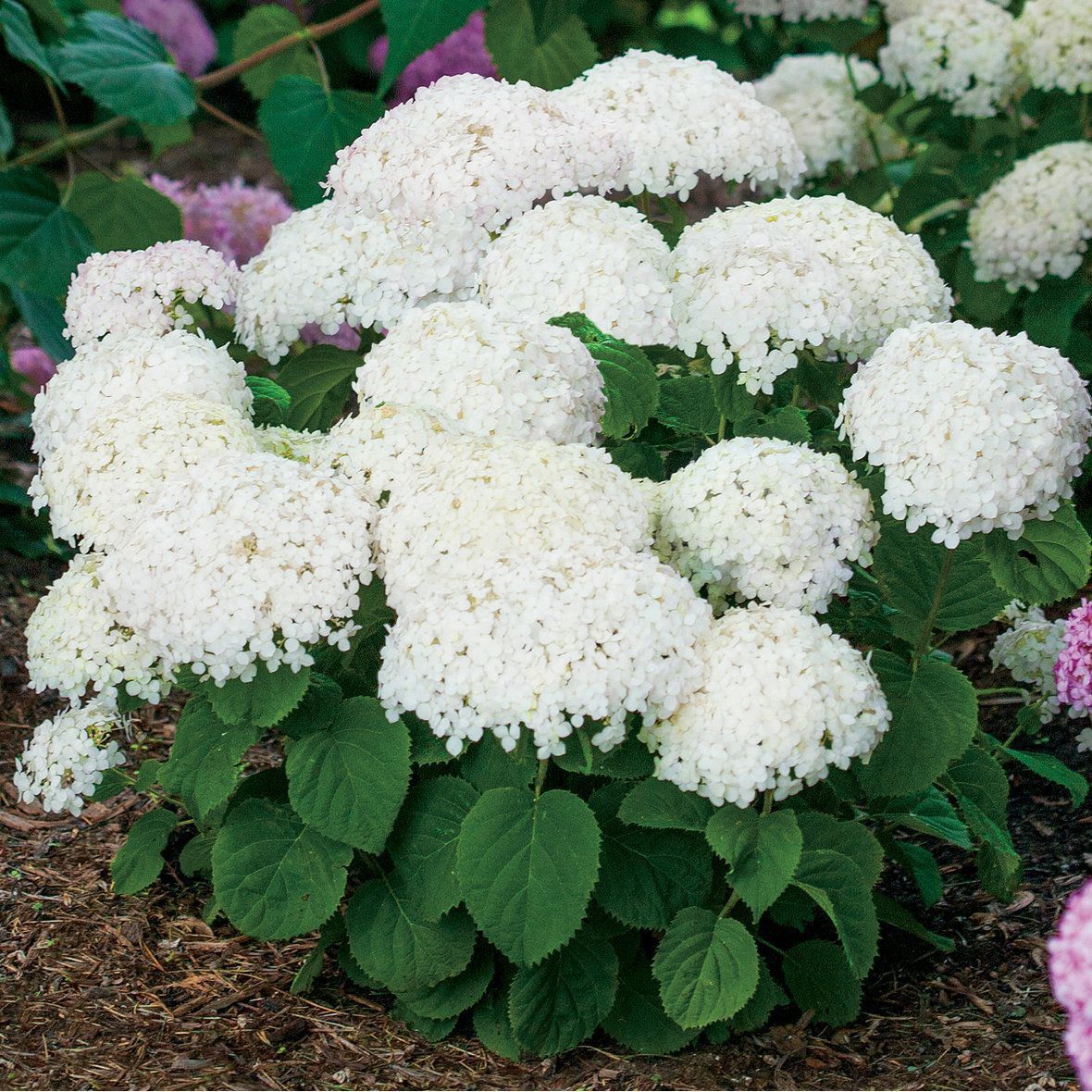 Smooth Hydrangea "Invincibelle 'Wee White'", Size: 2gLarge