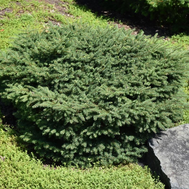 Norway Spruce "Birds Nest"