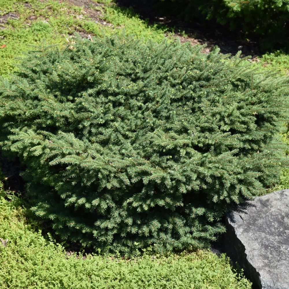 Norway Spruce "Birds Nest", Size: 3g