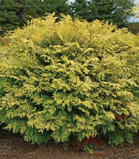 Hinoki Cypress "Night Light"