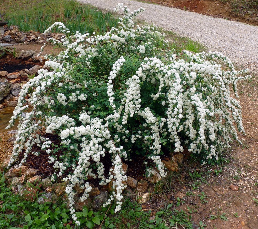 Spirea "Bridal Wreath", Size: 3g