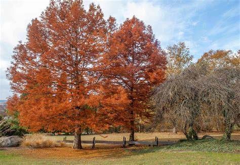 Bald Cypress