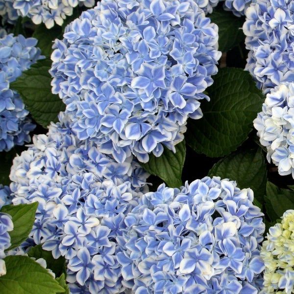 Bigleaf Hydrangea "Forever 'Peppermint'"
