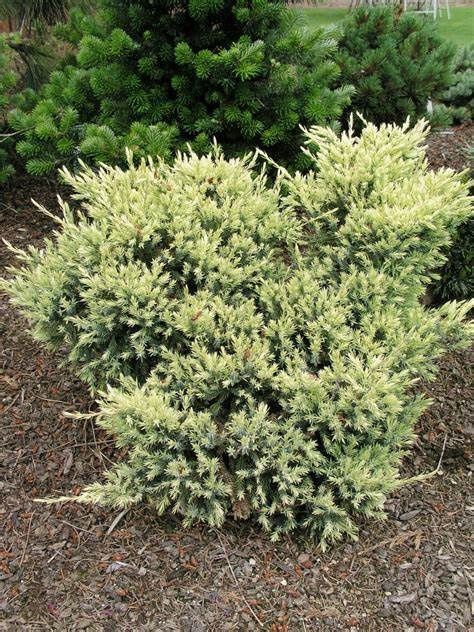 Juniper "Dream Joy"