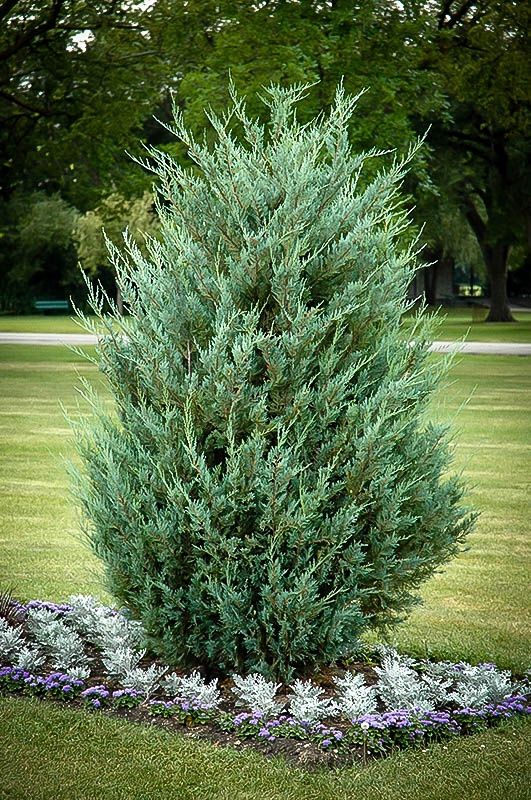 Juniper "Moonglow", Size: 3g
