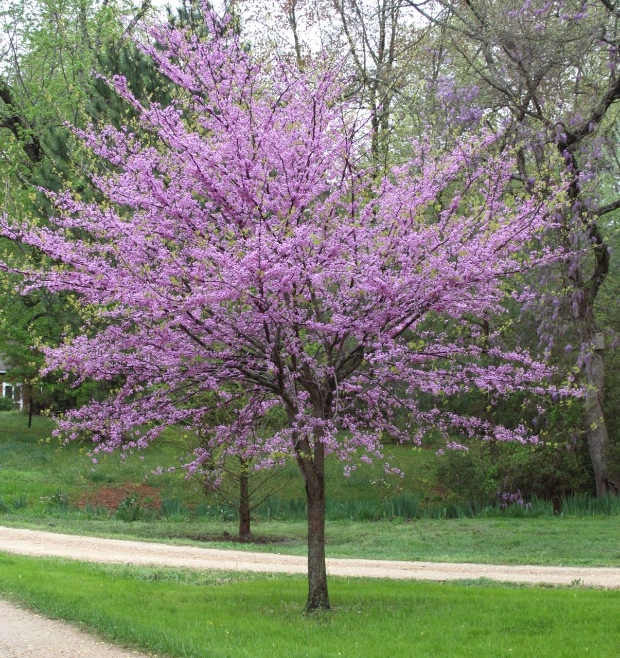 Eastern Redbud, Size: 5g
