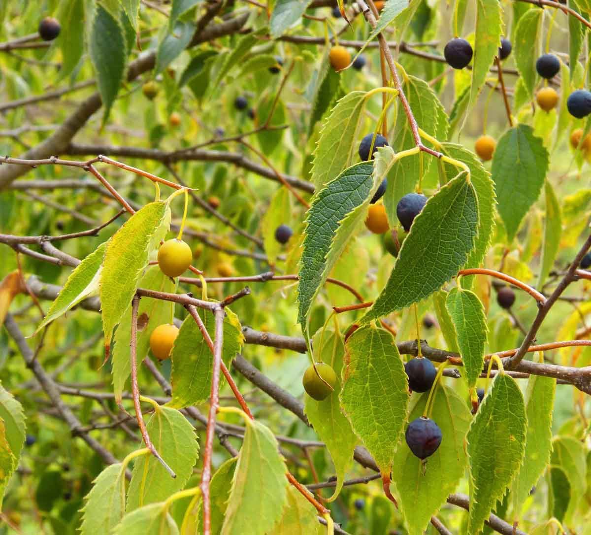 Northern Hackberry