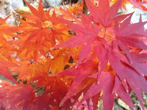 Japanese Maple "Mikawa Yatsubusa", Size: 7g