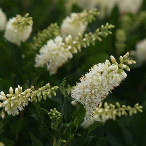Summersweet "Sugartina Crystalina"